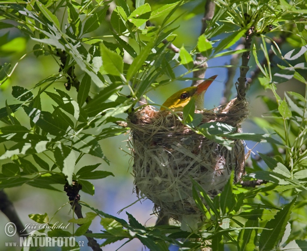 Wielewaal zangvogel