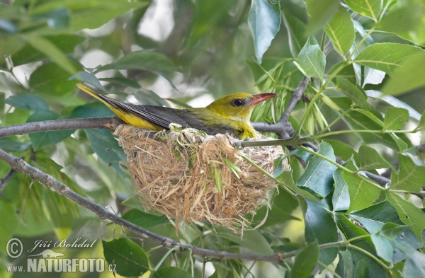 Wielewaal zangvogel