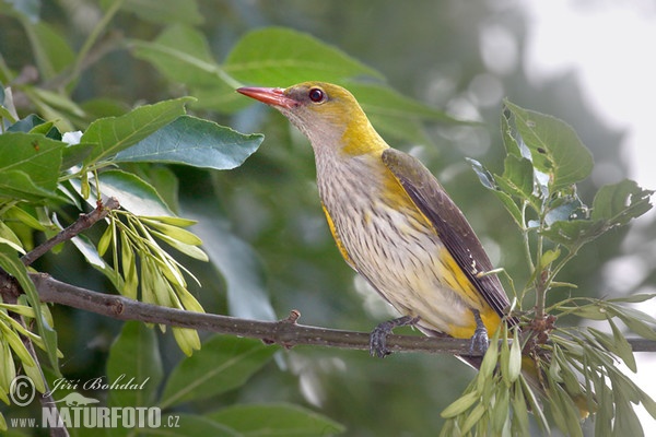 Wielewaal zangvogel