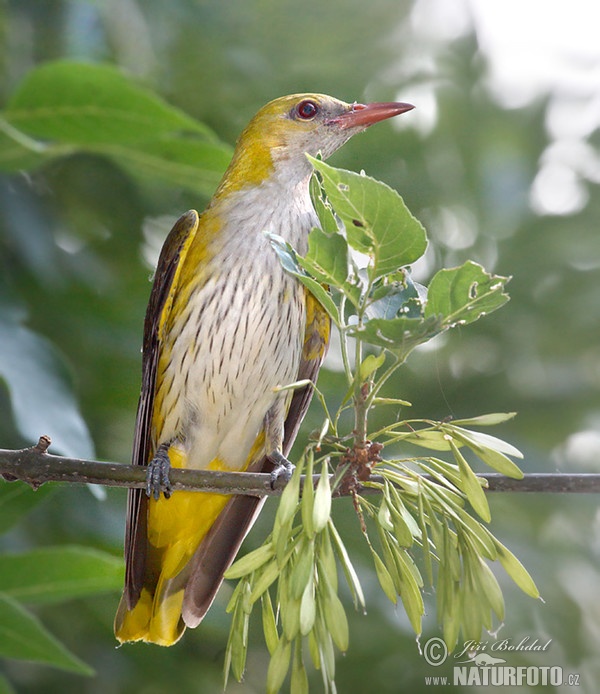 Wielewaal zangvogel