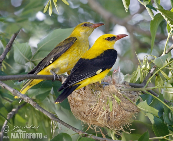 Wielewaal zangvogel