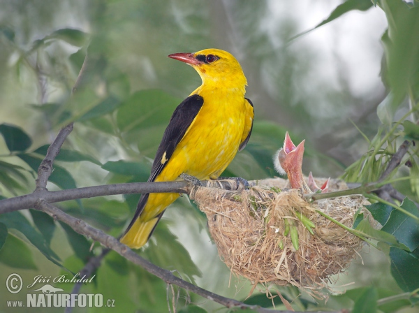 Wielewaal zangvogel