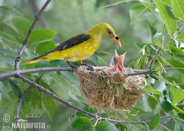 Wielewaal zangvogel