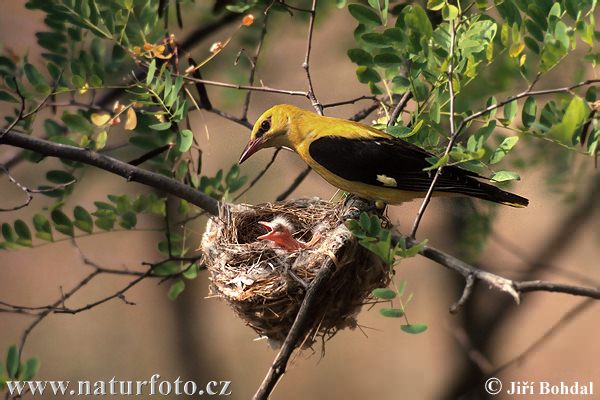 Wielewaal zangvogel