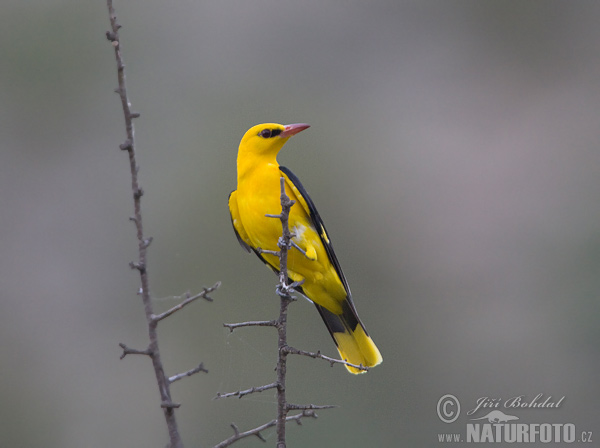 Wielewaal zangvogel