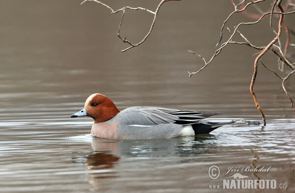 Wigeon (Anas penelope)