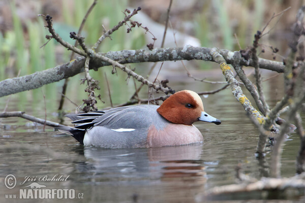 Wigeon (Anas penelope)