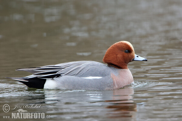 Wigeon (Anas penelope)