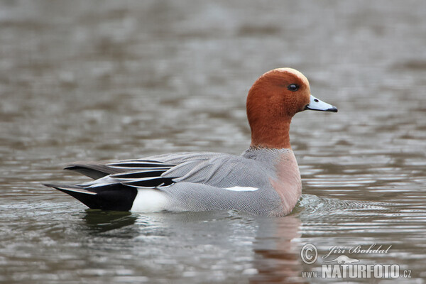 Wigeon (Anas penelope)