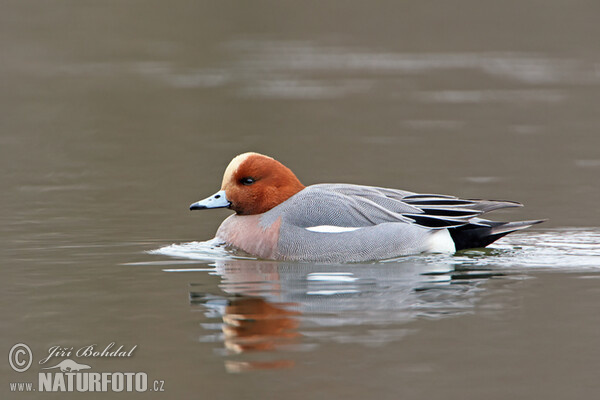 Wigeon (Anas penelope)