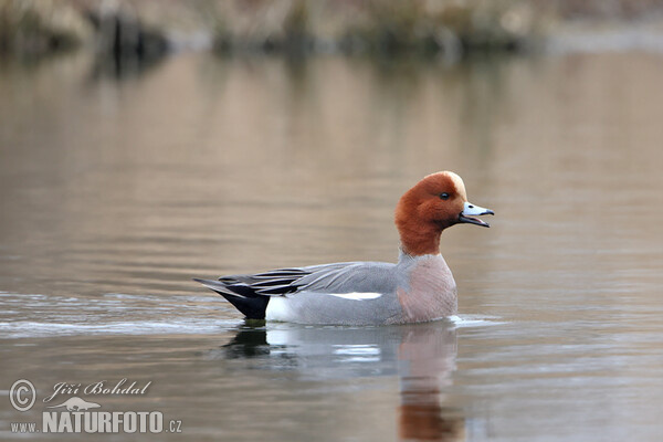 Wigeon (Anas penelope)