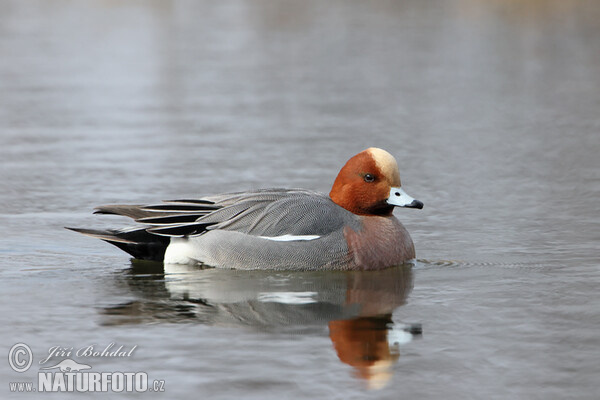 Wigeon (Anas penelope)