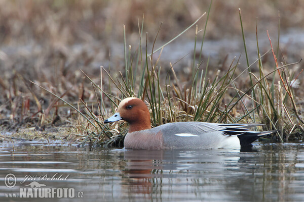 Wigeon (Anas penelope)