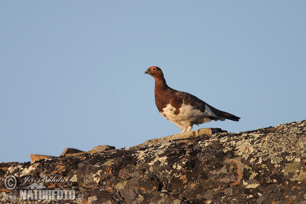 Willow Grouse (Lagopus lagopus)