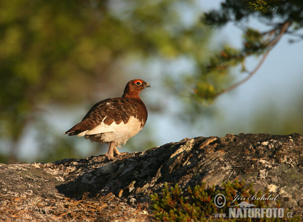 Willow Grouse (Lagopus lagopus)