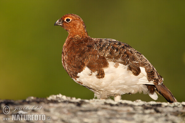 Willow Grouse (Lagopus lagopus)