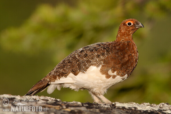 Willow Grouse (Lagopus lagopus)