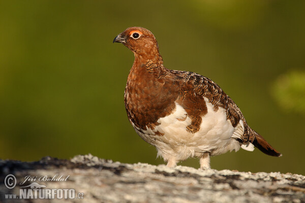 Willow Grouse (Lagopus lagopus)