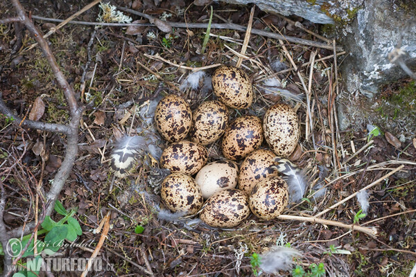 Willow Grouse (Lagopus lagopus)