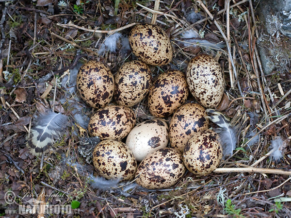 Willow Grouse (Lagopus lagopus)