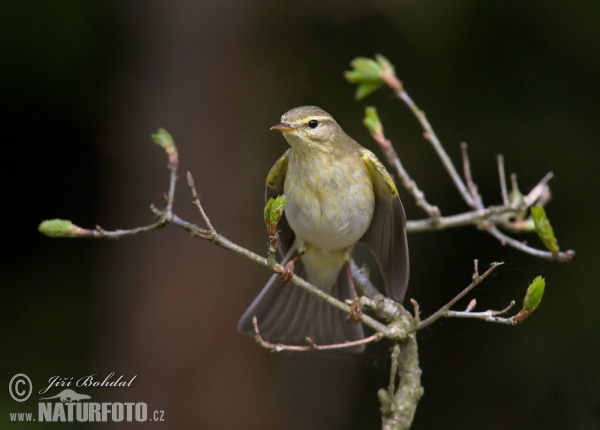 Willow Warbler (Phylloscopus trochilus)