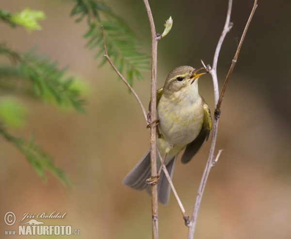 Willow Warbler (Phylloscopus trochilus)