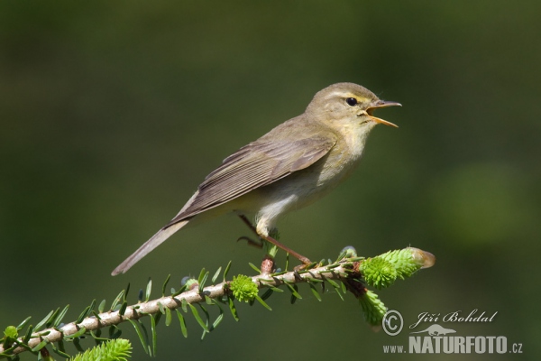 Willow Warbler (Phylloscopus trochilus)