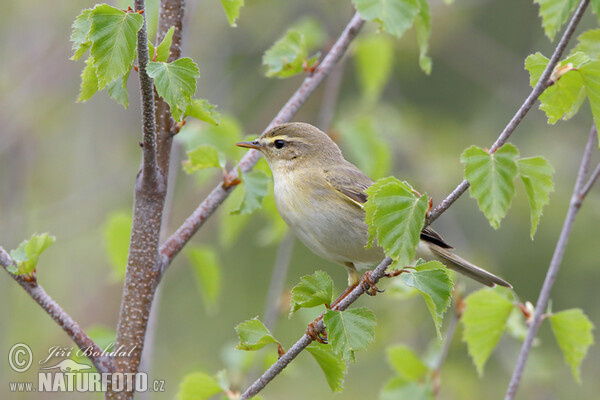 Willow Warbler (Phylloscopus trochilus)