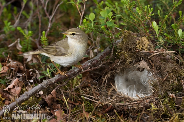 Willow Warbler (Phylloscopus trochilus)