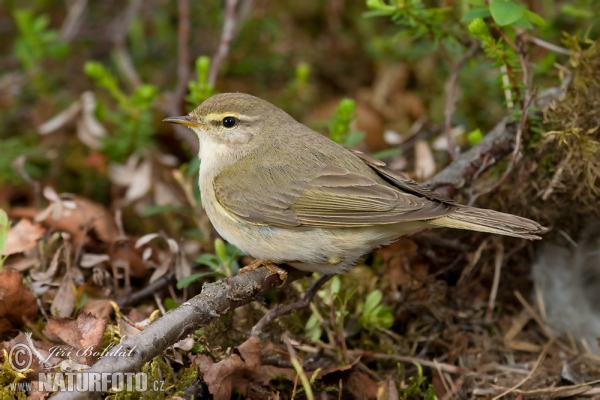 Willow Warbler (Phylloscopus trochilus)