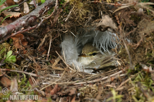 Willow Warbler (Phylloscopus trochilus)