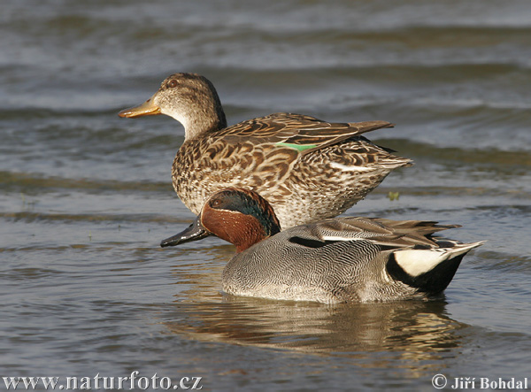 Wintertaling