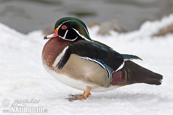 Wood Duck (Aix sponsa)