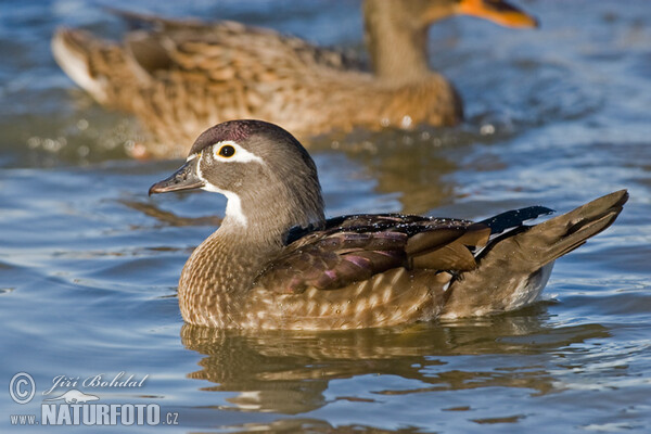 Wood Duck (Aix sponsa)