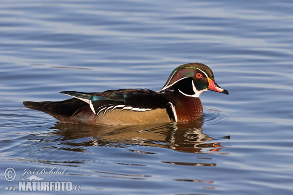 Wood Duck (Aix sponsa)