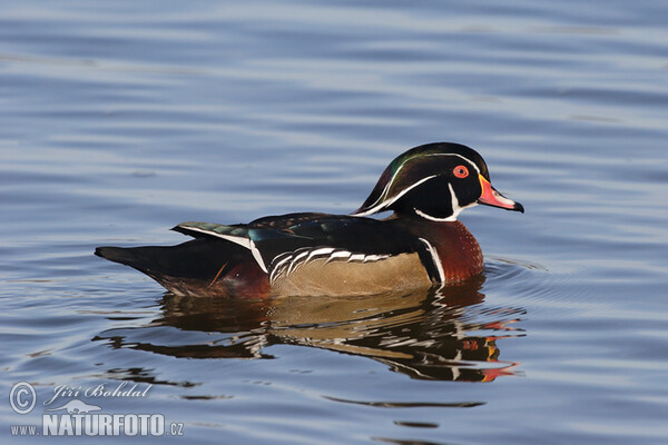 Wood Duck (Aix sponsa)