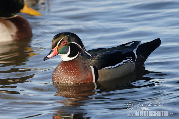 Wood Duck (Aix sponsa)