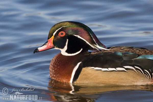 Wood Duck (Aix sponsa)