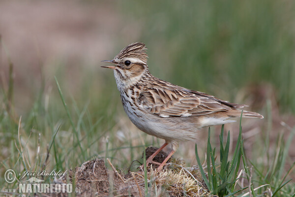 Wood Lark (Lullula arborea)