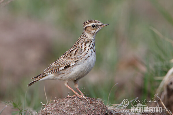 Wood Lark (Lullula arborea)