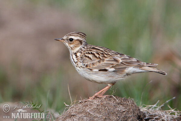 Wood Lark (Lullula arborea)