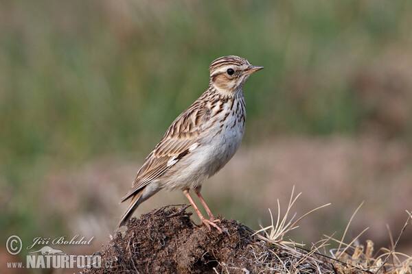 Wood Lark (Lullula arborea)