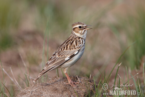 Wood Lark (Lullula arborea)