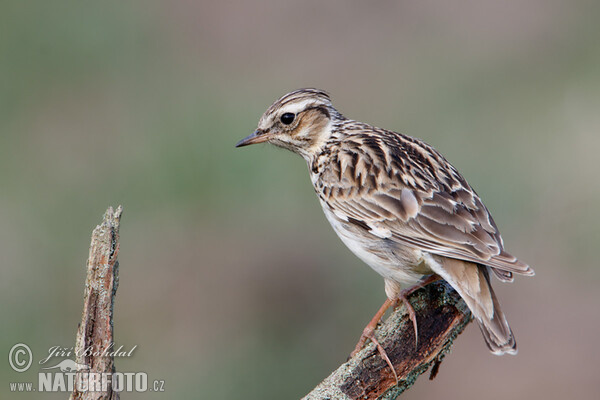 Wood Lark (Lullula arborea)