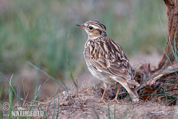 Wood Lark (Lullula arborea)