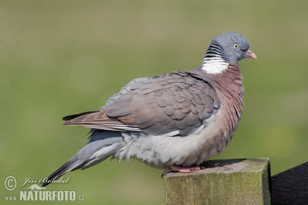 Wood Pigeon (Columba palumbus)