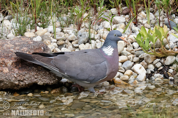 Wood Pigeon (Columba palumbus)