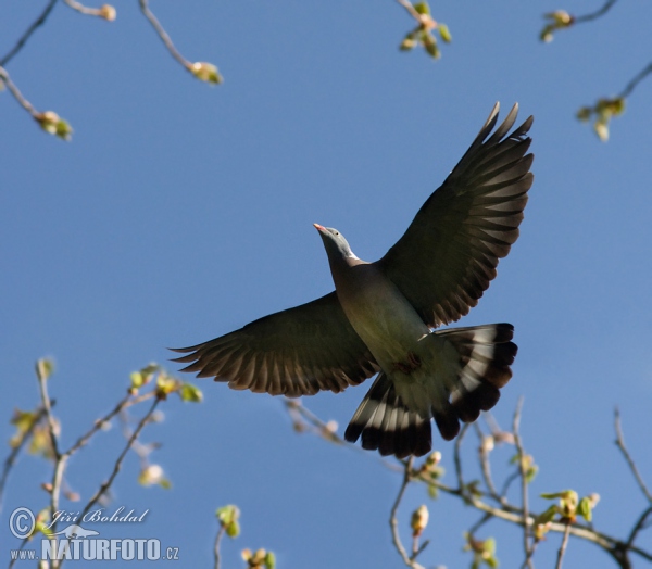 Wood Pigeon (Columba palumbus)