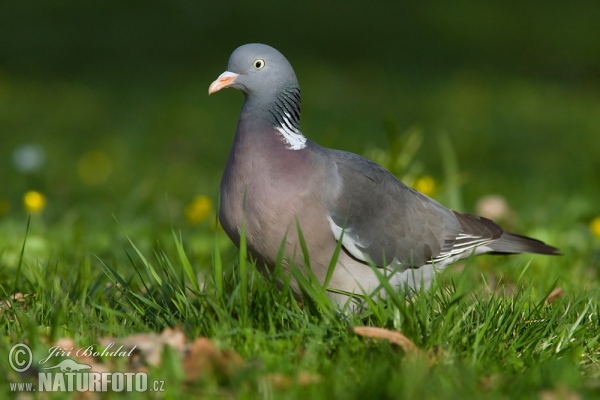 Wood Pigeon (Columba palumbus)