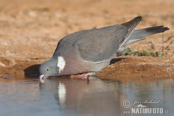 Wood Pigeon (Columba palumbus)